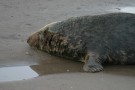 Tired Looking Seal Bull